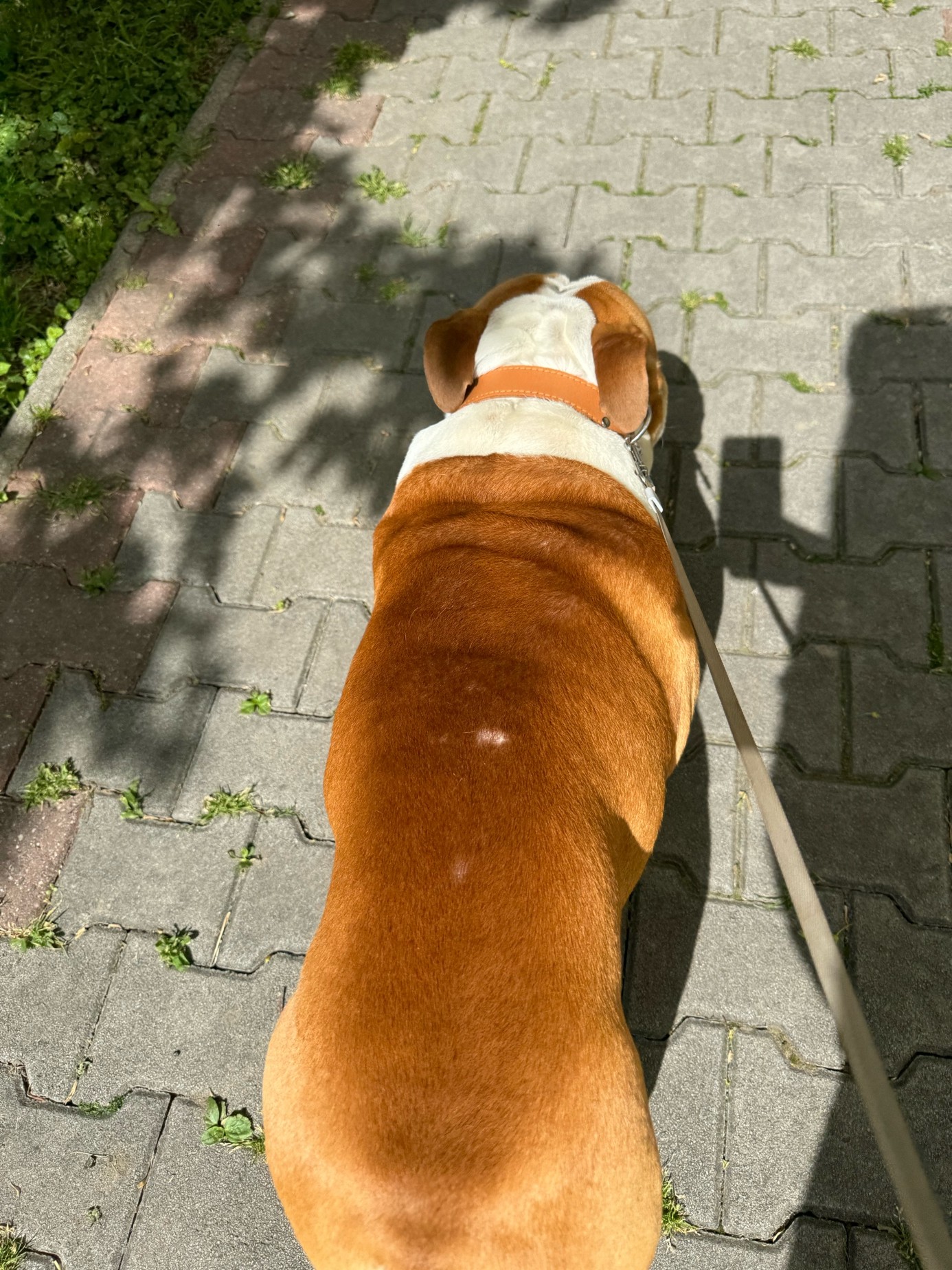 lilo a recenzia na alavis sampon pre psy 2